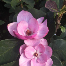 Магнолия 'Sweet Valentine'