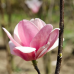 Магнолия 'Sweet Valentine'
