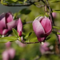 Магнолия 'Winelight'