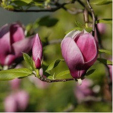 Магнолия 'Winelight'