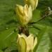 Магнолия 'Yellow Joy' Магнолия 'Yellow Joy'