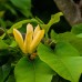 Магнолия 'Yellow Joy' Магнолия 'Yellow Joy'