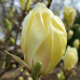 Магнолия 'Yellow Lantern' 120 см. височина (В 2 литрова саксия)
