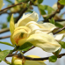 Магнолия 'Yellow Lantern' 120 см. височина (В 2 литрова саксия)