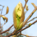 Магнолия 'Limelight'