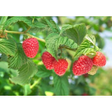 Малина сорт Вайолет