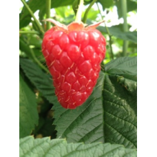 Малини сорт Мапена