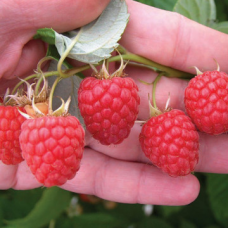 Малина сорт Глен Ампле