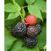 Малини сорт