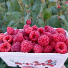 Малина сорт Делнива