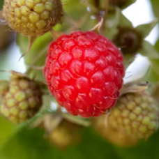 Малина сорт 