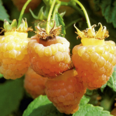 Малини сорт 