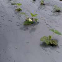 Мулчиращо фолио за ягоди 10м