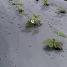 Мулчиращо фолио за ягоди 10м