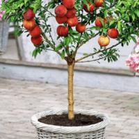 Мини Праскова сорт 