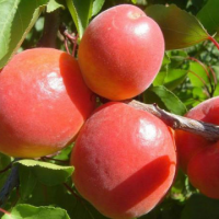 Кайсия сорт 