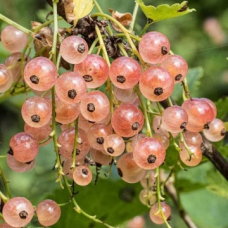 Френско грозде сорт 