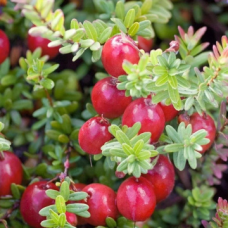 Червена боровинка сорт 'Early Black'/Vaccinium macrocarpon 'Early Black' Червена боровинка сорт 'Early Black'/Vaccinium macrocarpon 'Early Black'