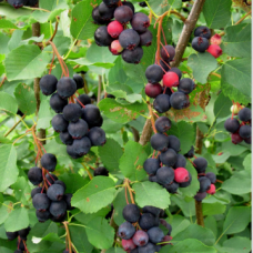 Ирга(Амеланцер) сорт 