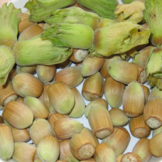 Лешник сорт 