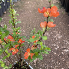Японска дюля Цидо(Chaenomeles japonica 'CIDO')