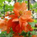 Японска дюля Цидо(Chaenomeles japonica 'CIDO')