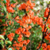Японска дюля Цидо(Chaenomeles japonica 'CIDO')
