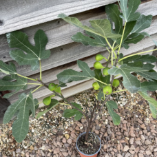 Смокиня сорт Смокиня сорт