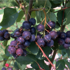 Ирга (Амеланцер) сорт 