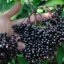 Черен бъз сорт 