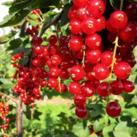 Френско Грозде