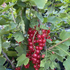 Френско Грозде