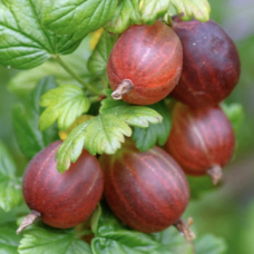 Цариградско Грозде сорт Цариградско Грозде сорт