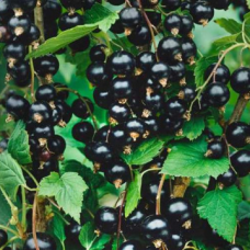 Касис сорт Касис сорт