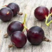 Йостабери (Ribes x nidigrolaria Josta)