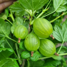 Цариградско Грозде сорт 