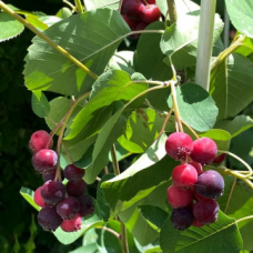 Ирга(Амеланцер) сорт HONEYWOOD' Ирга(Амеланцер) сорт HONEYWOOD'