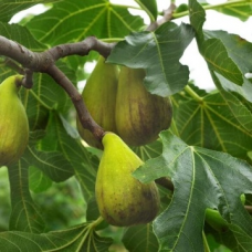 Смокиня сорт Далматие