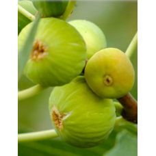 Смокиня сорт 