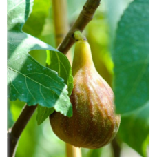 Смокиня сорт Смокиня сорт