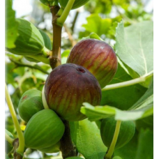 Смокиня сорт 