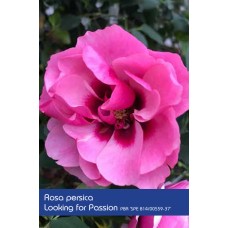 Роза сорт 'Looking for Passion' PBR