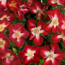 Роза сорт 'Everglow Ruby' PBR Роза сорт 'Everglow Ruby' PBR