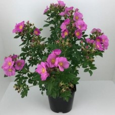 Роза сорт 'Jam-a-Licious' PBR