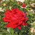 Роза сорт Роза сорт