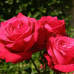 Роза сорт Роза сорт
