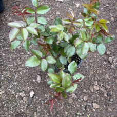 Роза сорт Чандилес Роза сорт Чандилес