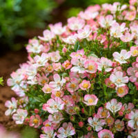 Роза сорт Cutie Pie('ROP007'pbr)