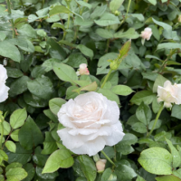 Роза сорт Ремембер