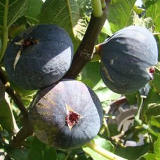 Смокиня сорт 